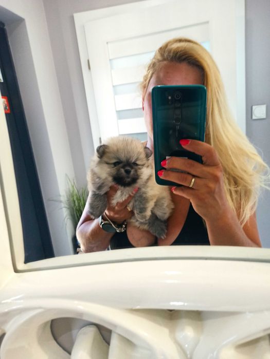 Szpic miniaturowy***pomeranian suczka
