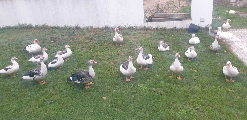 Patos Caseiros criados ao ar livre .