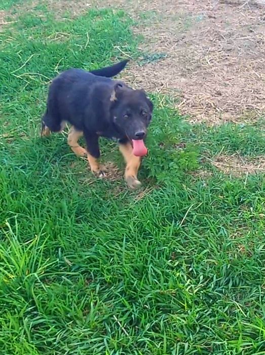 Две роскошные суки .