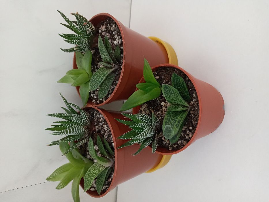 Суккуленты. Подарочные композиции.