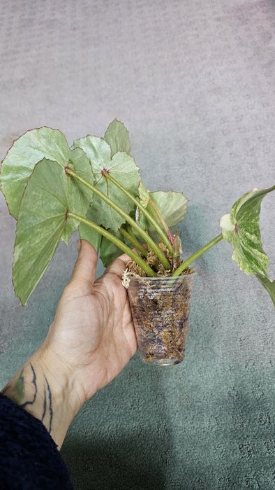 Бегония Руж вариегата, Макулата Мега Дот