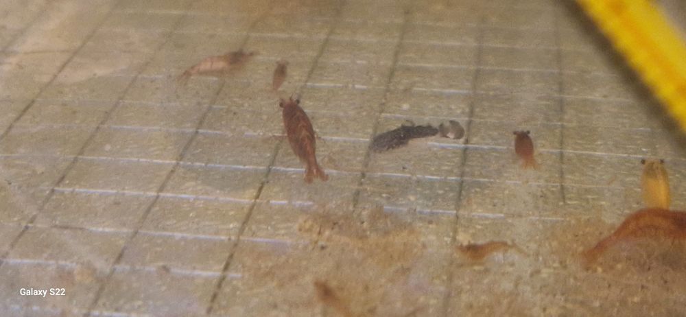 Krewetki po selekcji odpady Bloody Mery