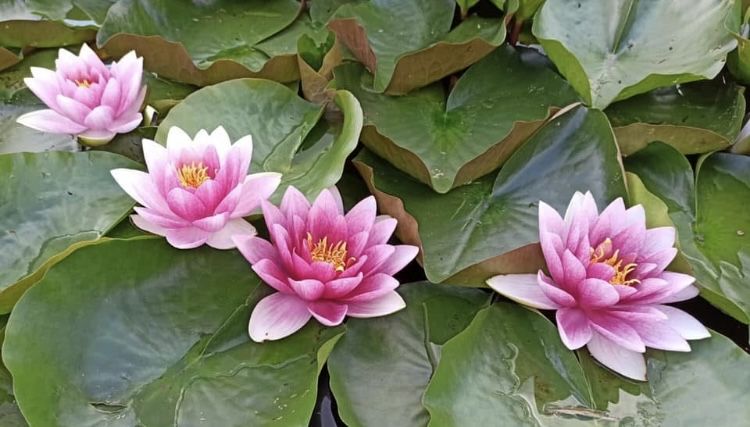 Lilie wodne do stawu do oczka