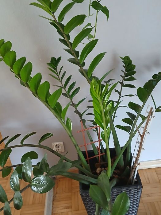 Sprzedam kwiat zamiokulkas