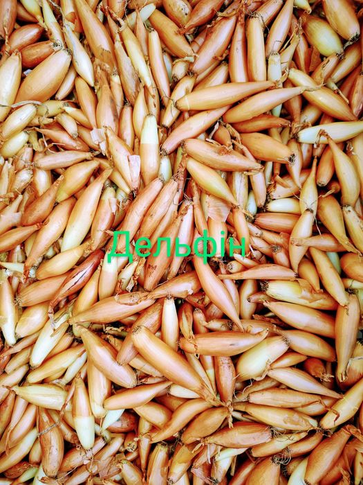 Озима цибуля саджанка, лук севок, сіянка, димка Радар, Штутгарт, Сноуб