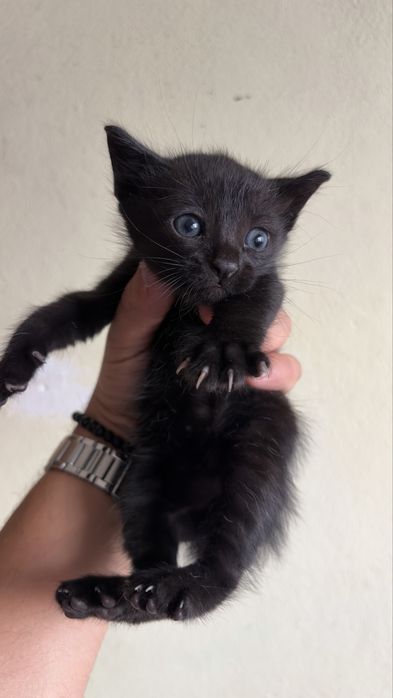 Dou gato e gata