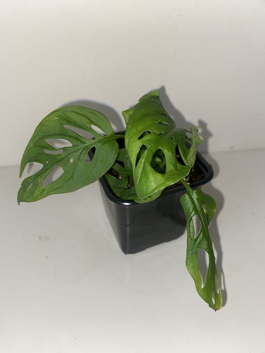 Monstera monkey musk