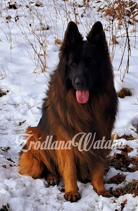 Owczarek Niemiecki Szczenię