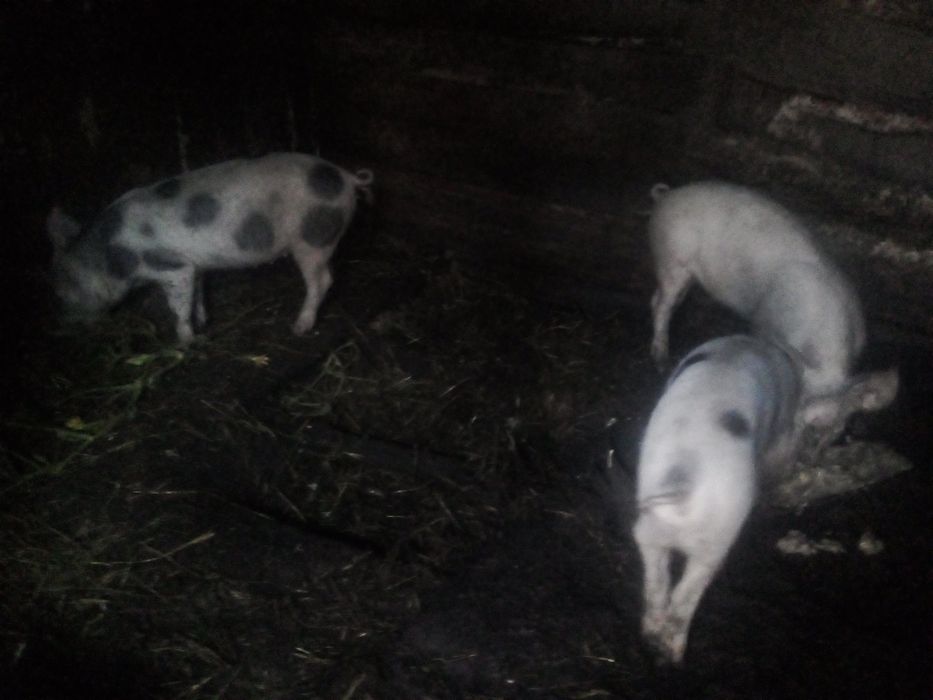 продам підрощені свинки (льошки)