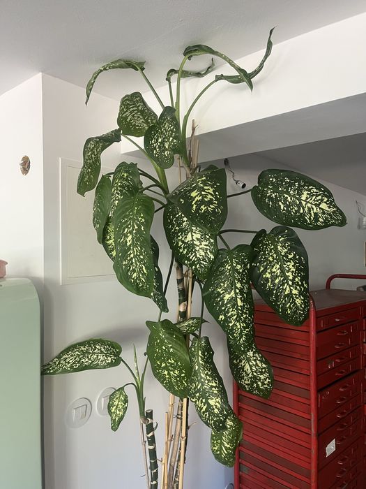 Planta Dieffenbacia “Comigo ninguem pode “