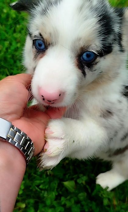 Welsh Corgi Cardigan FCI