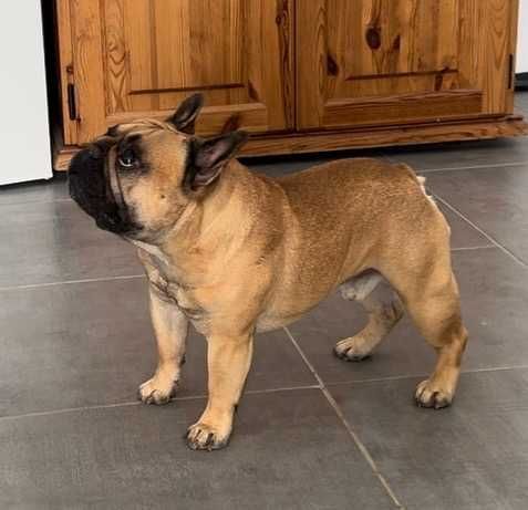 Bullgog Frances de excelencia