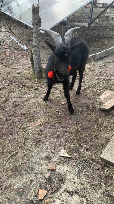 Козлики!Козлики!Козлики!