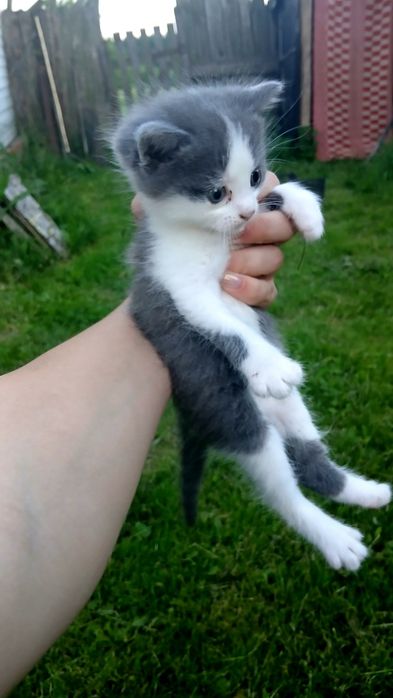 Кошенята віддам у добрі руки