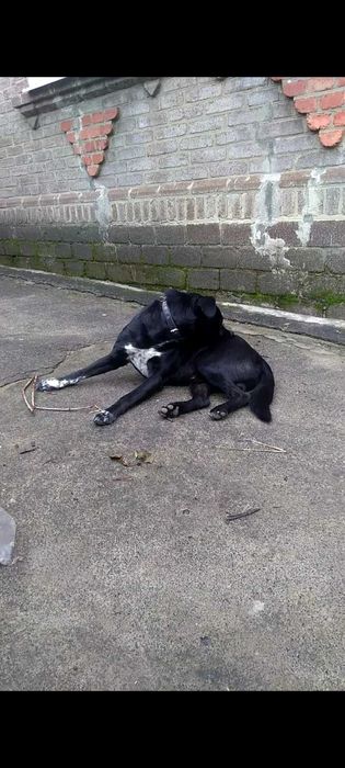 Пропала собака, кличка Дин