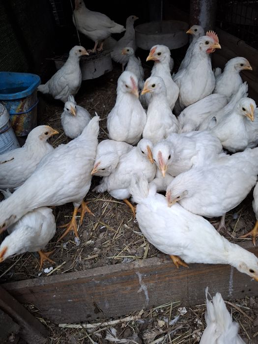 Kurczęta mix leghorn