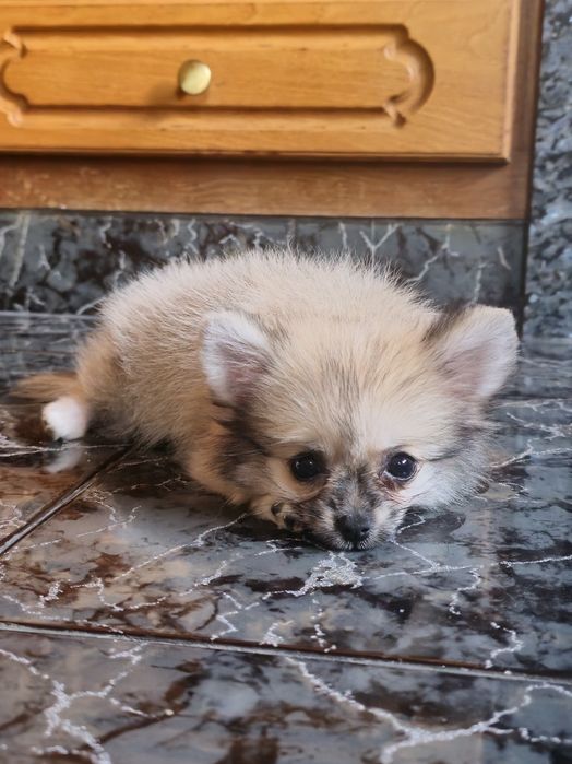 Fêmea lulu da Pomerânia