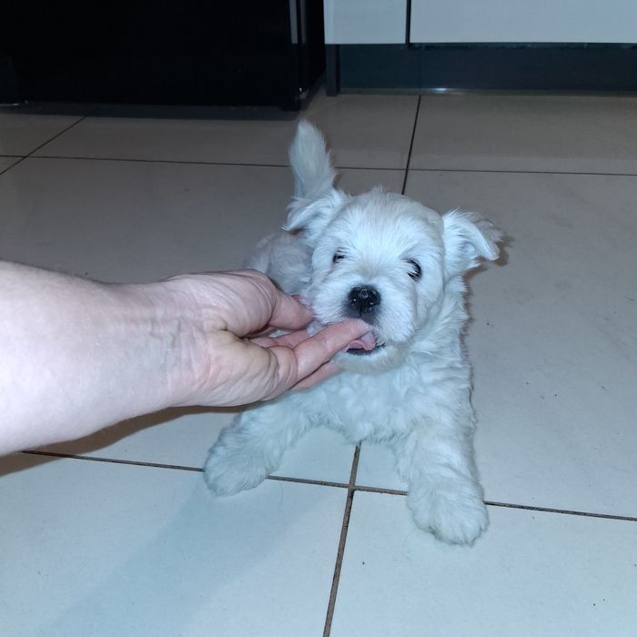 Śliczny Piesek  West