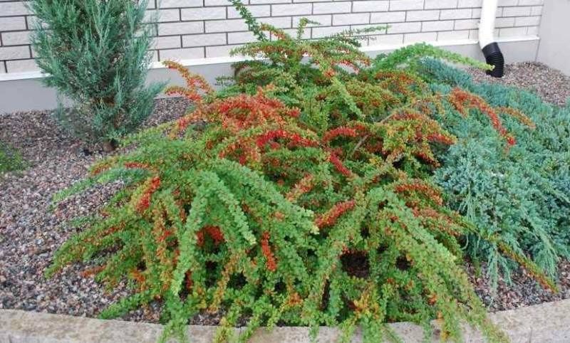 Кізільник горизонтальний