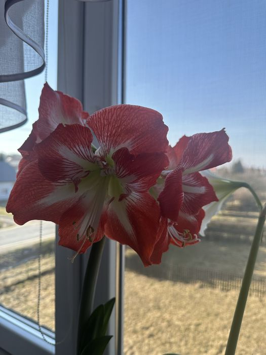 Sprzedam tegoroczne nasiona Amarylis
