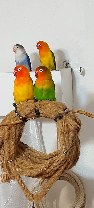 Agapornis Fischers Opalino .