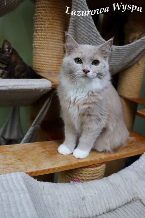 Ragdoll Cherubim Unikatowy fawn