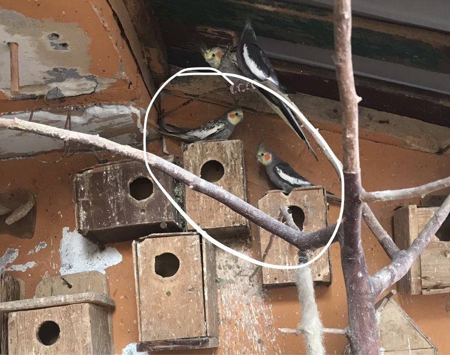 Papugi nimfy na sprzedaż