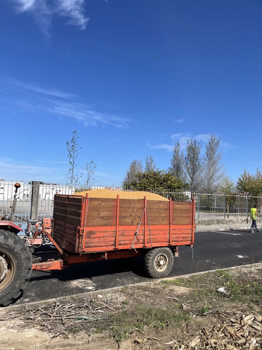 Milho miudo belgrano