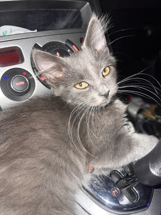 Котята, миленькие, красивые