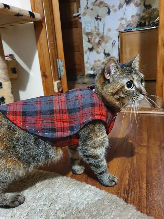 Попона для собаки, котика