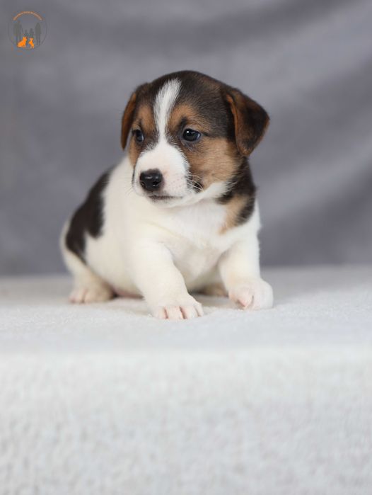 Jack Russell Terrier ZKwP FCI 100%k.włos -rezerwacja