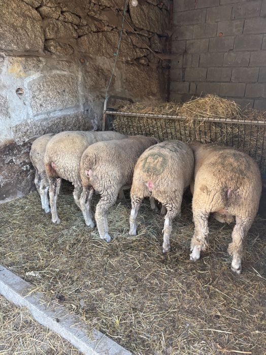 Ovelhas el france certeficadas