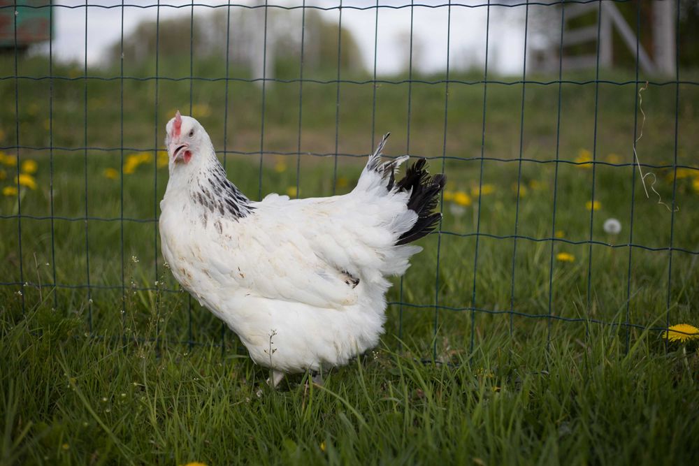 Kurka nioska Rosa na wybieg odchowana