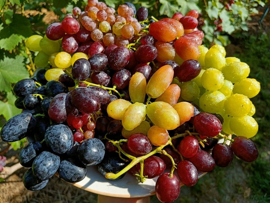 Вегетуючі саджанці винограду