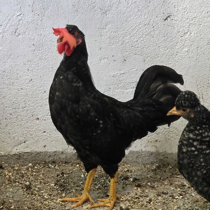 Vendo ou troco  casal de garnizés