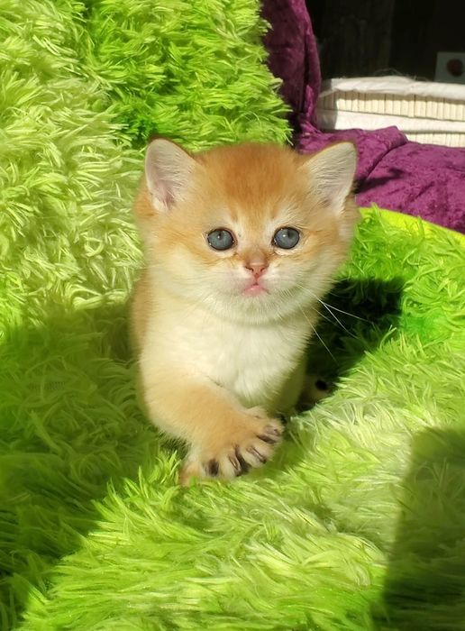 Нежные и ручные малыши. Котята золотая шиншилла.