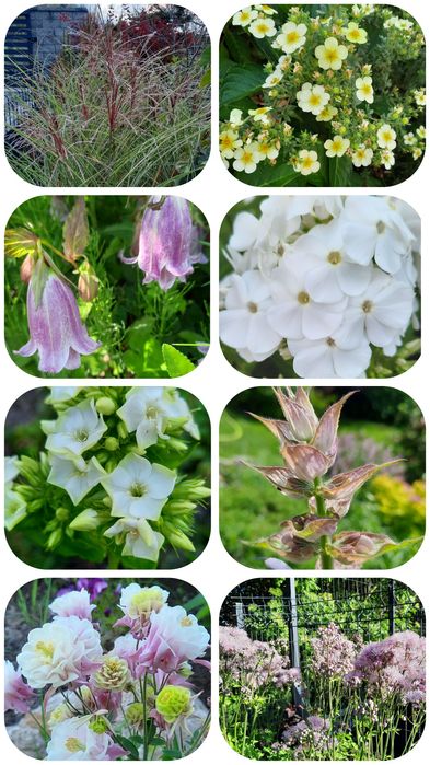 Sadzonka nadwyżki z ogrodu bylina roślina