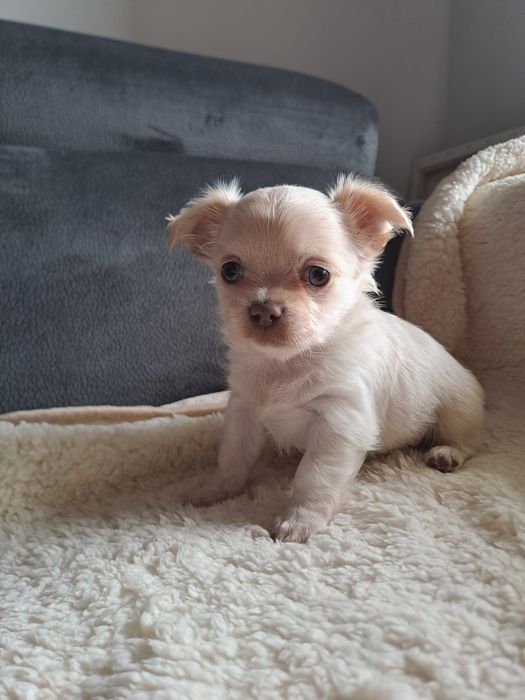 Chihuahua macho pelo comprido