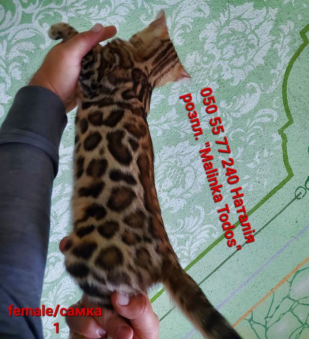 Перша дівчинка з Виводка. Яскрава, Клубна