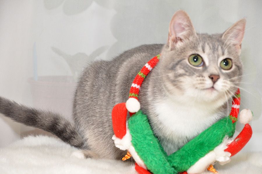 красуня - дівчинка Намистинка