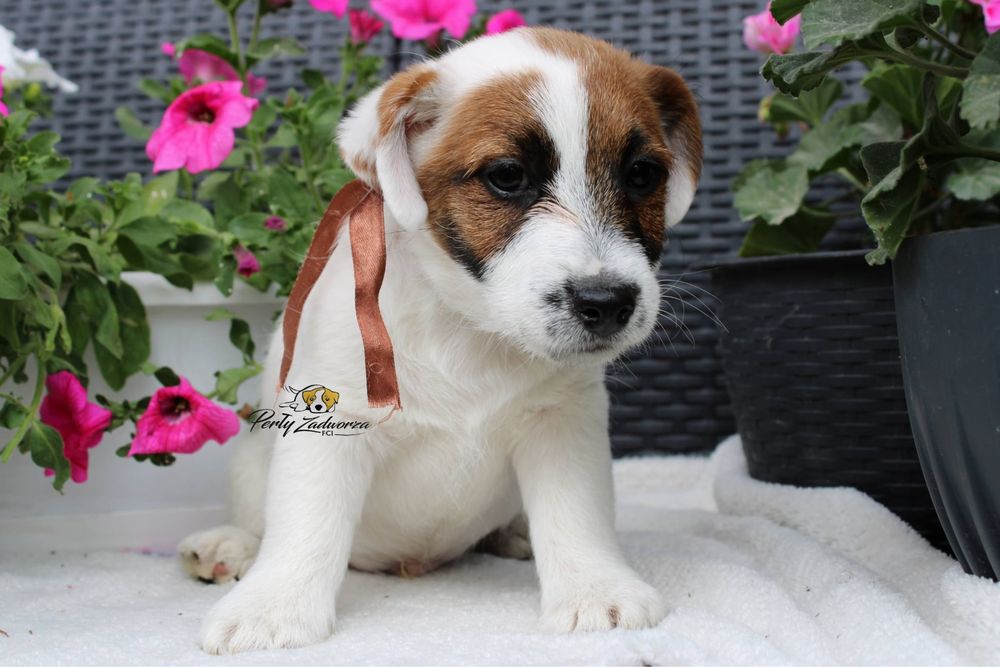 Wyjatkowy Piesek Jack Russell Terrier ZKwP FCI