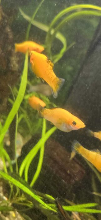 Caracóis Planorbis, Trombeta  e Mollys