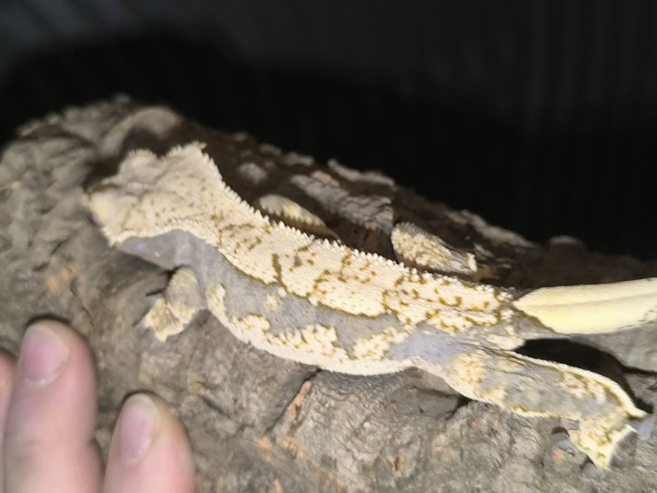 Gekon orzęsiony extreme harlequin samica