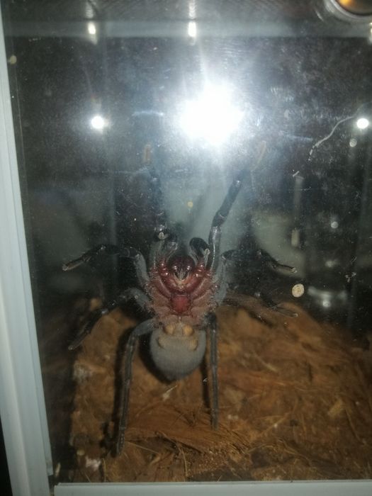 Ptasznik Bumba Horrida