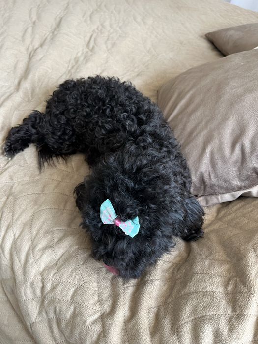 Mini suczka cavapoo do odbioru