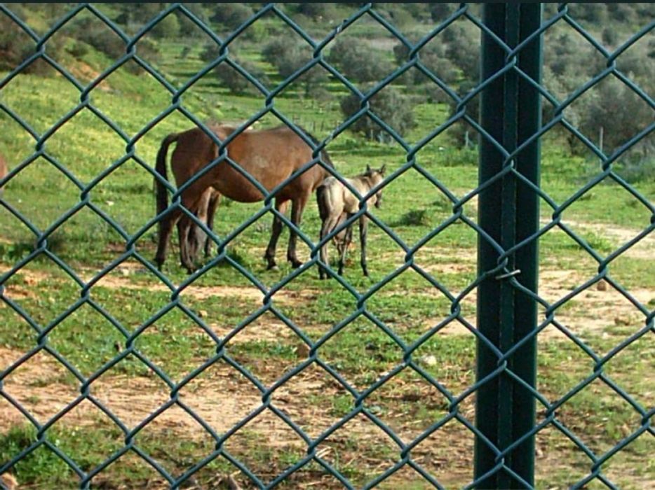Vendo postes e redes para vedação
