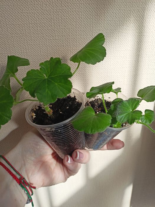 Пеларгонія Dolche vita Coral eyes