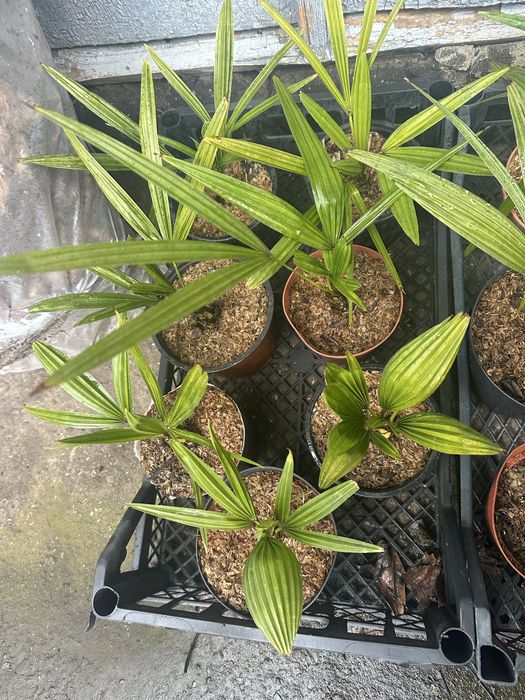 Пальма Трахикарпус