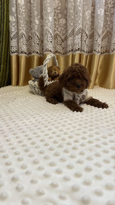 Неймовірні цуценята той пуделя