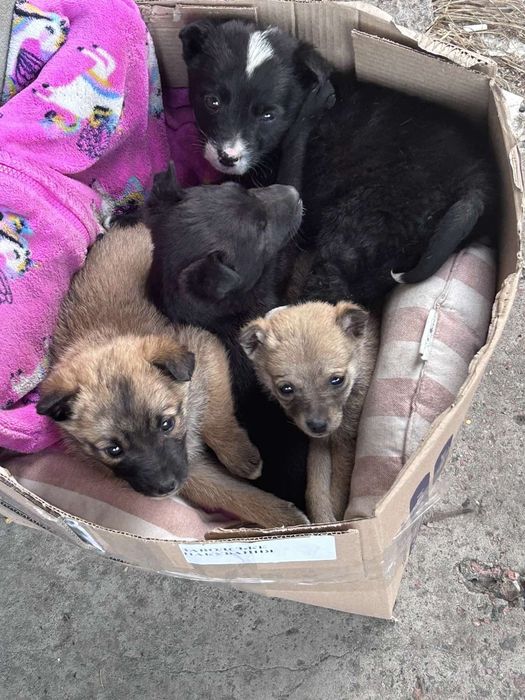 Цуцента  в добрі руки